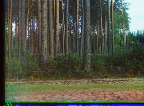 Сосновый бор