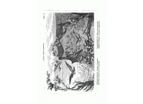 Вольга Всеславьевич. "Обернулся Вольга ясным соколом…"