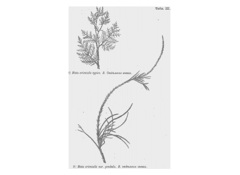 1) Biota orientalis typica. В.отдельная ветка. 2) Biota orientalis var.pendula s.filiformis. В.отдельная ветка