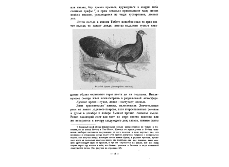 Голубой фазан (Crossoptilon auritum).