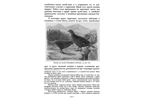 Кундык или кулюн (Tetraophasis szechenyi), 1/16 настоящей величины.