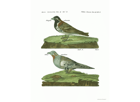 Том II. Таб.Е. Fringilla calcarata. Табл.F. Tetrao paradoxa.