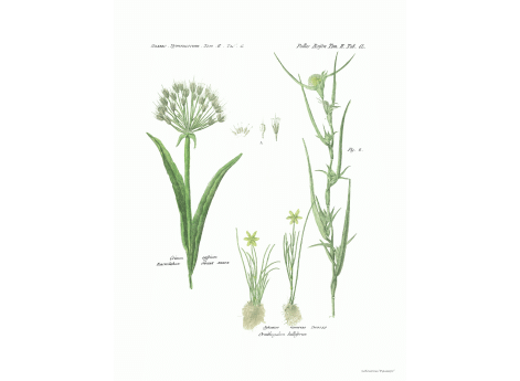 Том II. Таб.Q. Каспийская белая лилия. Луковое птичье гнездо.