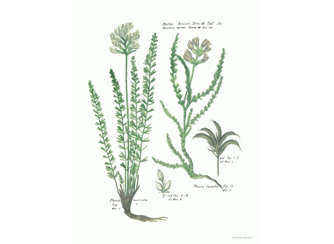 Том III. Таб.Aa.  Phaca muricata.  Phaca lanata.