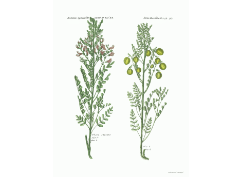 Том III. Таб.Bb.  Phaca salsula.