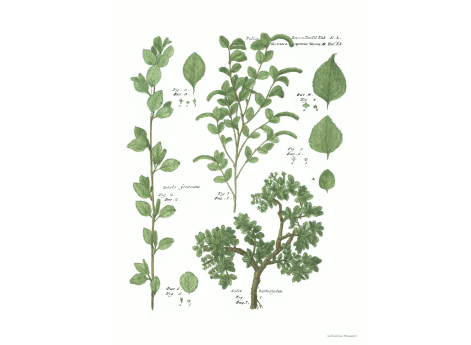 Том III. Таб.Kk. Betula fruticans. Salix berberijolia.