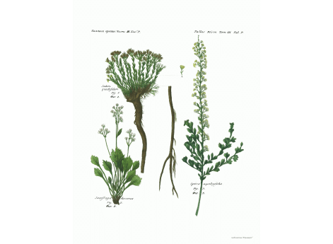 Том III. Таб.P. Sedum quadrifidum. Spirea aquilegifolia.