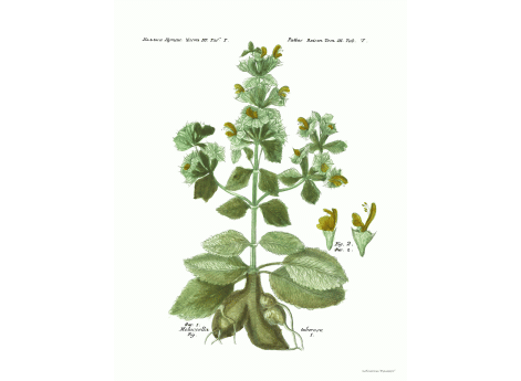 Том III. Таб.T. Moluccella tuberosa.